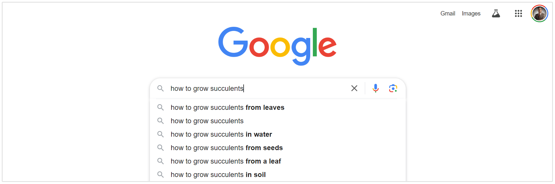 how to grow succulents people also ask